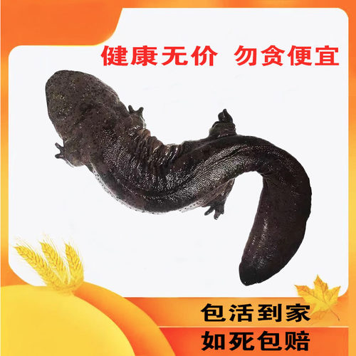 10斤一条娃娃鱼鲜活大鲵活体生鲜食用滋补淡水鱼海鲜水产包邮包活