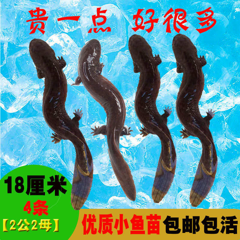 18厘米4条】娃娃鱼鲜活小鱼苗人工养殖大鲵宠物鱼观赏鱼包邮包活