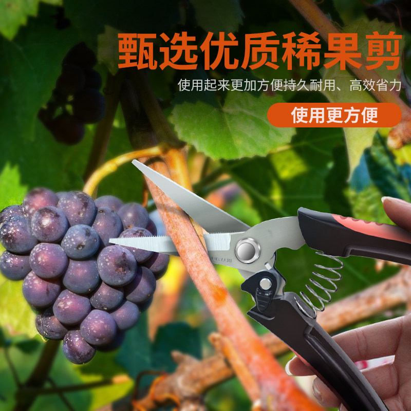 信刃稀果采摘剪刀疏果园艺细枝锯子剪葡萄树槟榔桔子柑橘修花剪