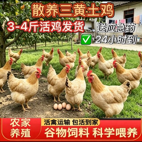 【广东活鸡直发】3-4斤正宗黄土三黄鸡鸡大品种鸡高下蛋产蛋鸡