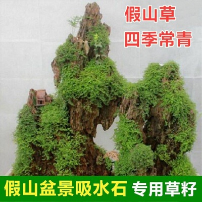 吸水石盆景种子假山草四季草籽