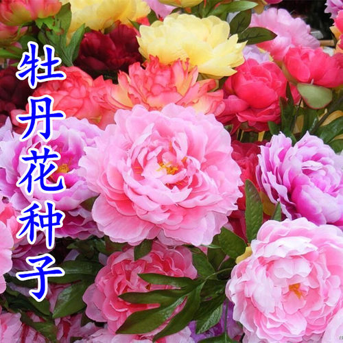 正宗洛阳牡丹花种子芍药花种子七彩盆栽花籽 室内阳台花草四季播