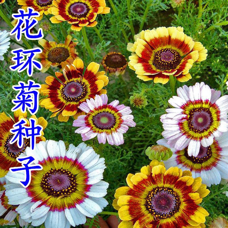 花环菊种子 又名花轮菊彩虹菊三色菊 四季播种花期长阳台盆栽