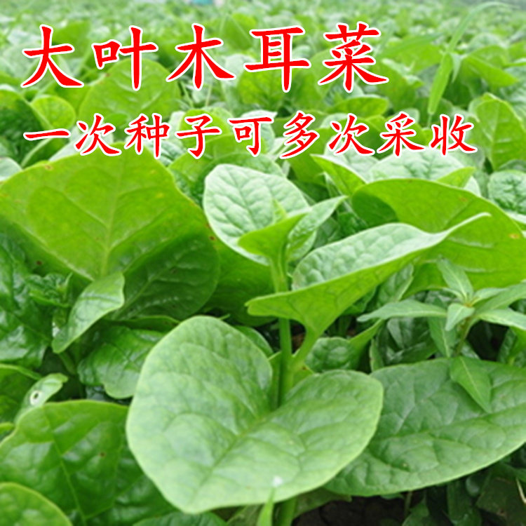 大叶木耳菜种孑菜苗豆腐菜种籽四季爬藤春夏农家阳台盆栽蔬菜种子
