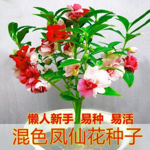 七彩凤仙种子指甲草花草易种室内阳台盆栽花卉花籽四季播种