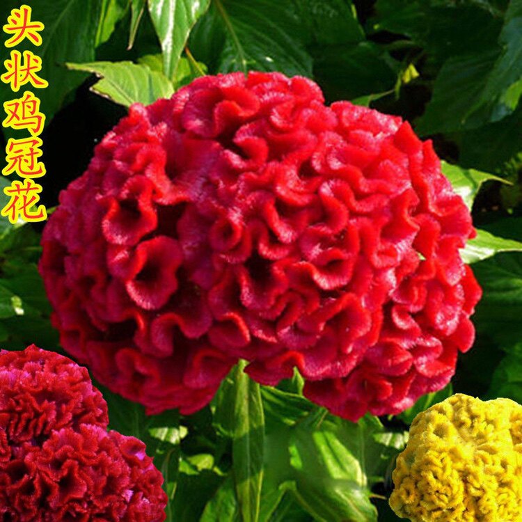 鸡冠花种子凤尾冠状鸡冠花 庭院阳台花卉盆栽花籽 春秋四季播易种