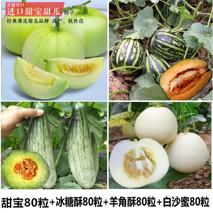春播羊角蜜种子白沙蜜甜瓜籽种子日本甜宝香瓜种子冰糖子种子