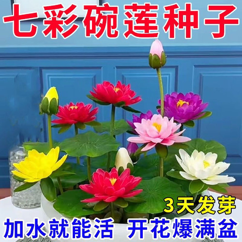 四季开花碗莲种水培植物花卉室内庭院鱼缸水养莲花荷花睡莲盆栽
