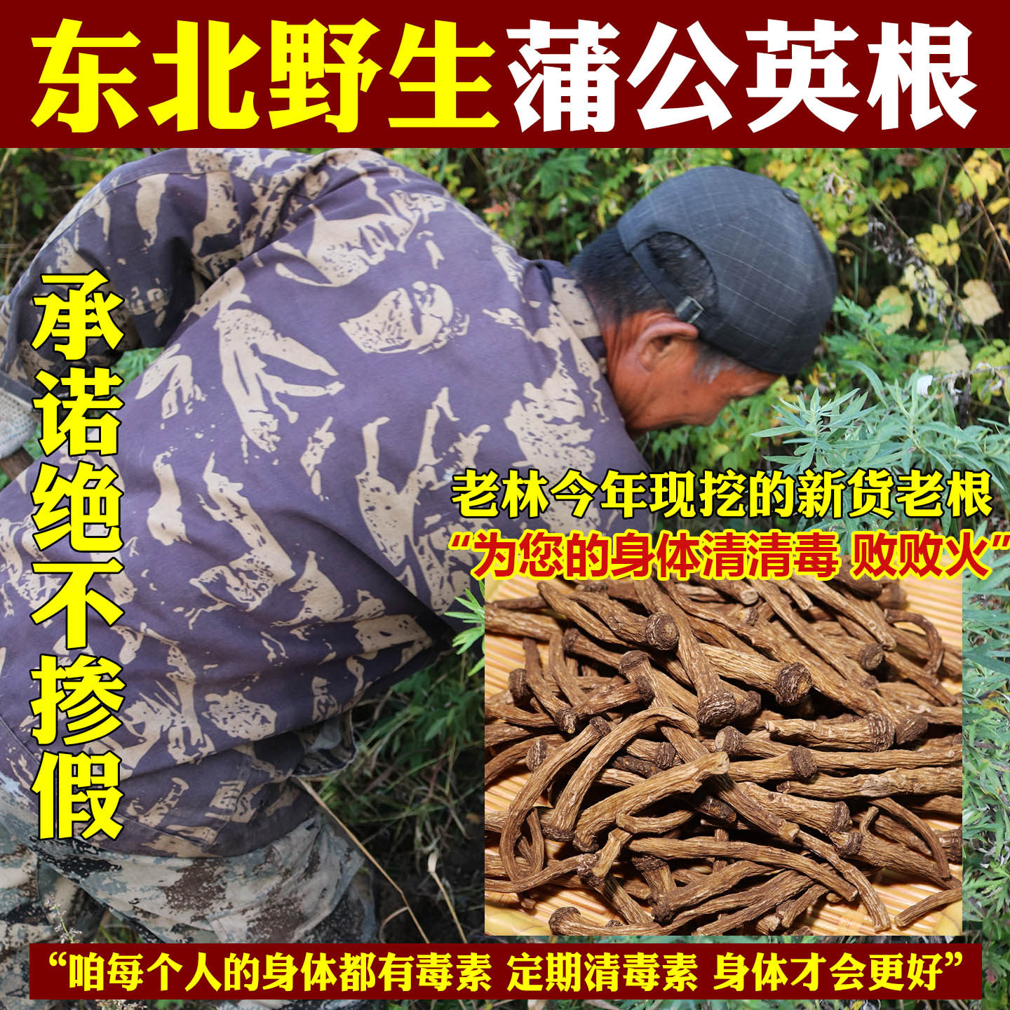 野生蒲公英根中药材长白山野生蒲公英根新货老根干货泡水泡茶正品