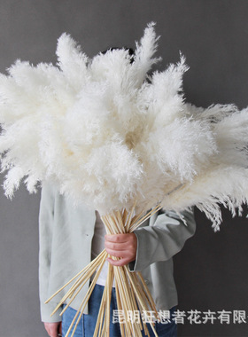 狂想者小柴芦白色彩色干花小芦苇家居客厅摆件自然侘寂风装饰花束