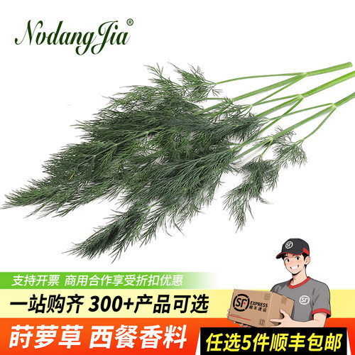 新鲜莳萝草食用香料西餐食材