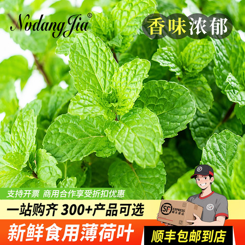 新鲜薄荷叶食用奶茶调酒装饰包邮