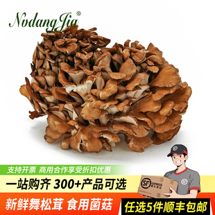 新鲜舞茸灰树花食用菌菇栗蘑舞茸菌菇火锅食材云南山珍美味蘑菇