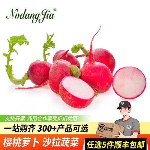 新鲜樱桃萝卜沙拉蔬菜迷你萝卜