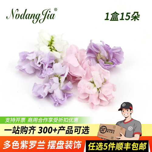新鲜紫罗兰花多色混搭鲜花装饰花