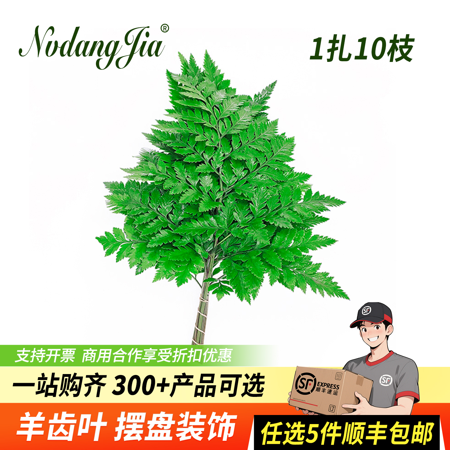 新鲜羊齿叶高山杨子叶芒叶摆盘