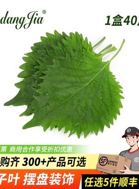 新鲜紫苏叶子大叶日料刺身寿司摆盘装饰花草苏子叶摆盘装饰花草