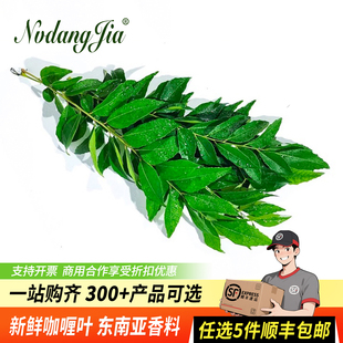 咖喱叶新鲜泰国菜香料食用调味调料蔬菜九里香咖哩叶鱼虾炒饭增香