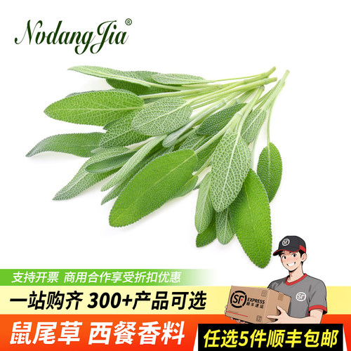 新鲜鼠尾草叶子南丹参西餐香料