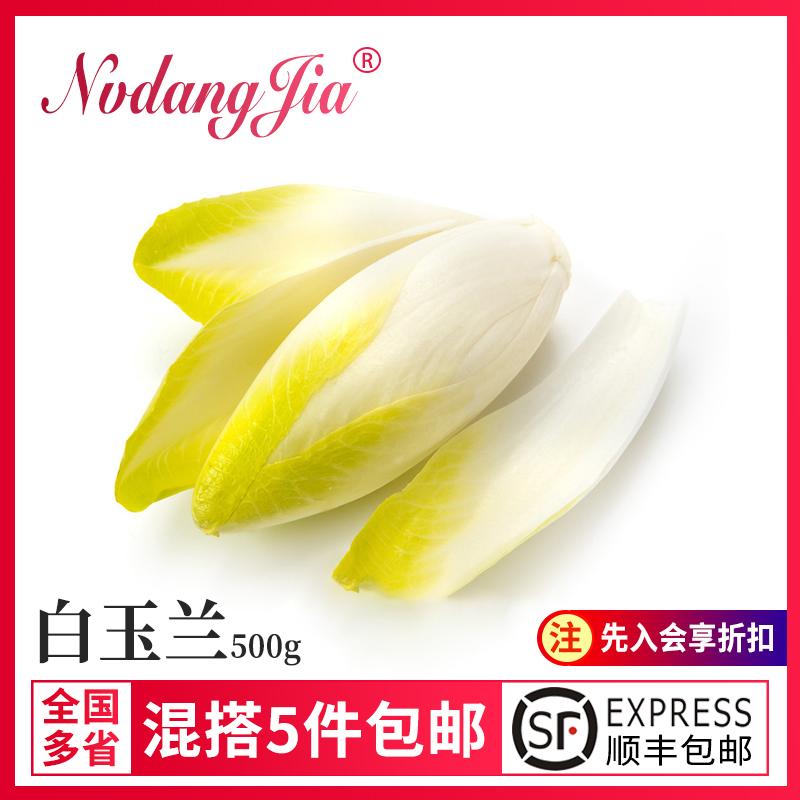 新鲜白玉兰菜沙拉食材软化菊苣