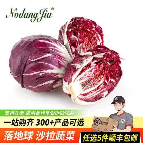 新鲜落地球生菜红菊苣沙拉蔬菜