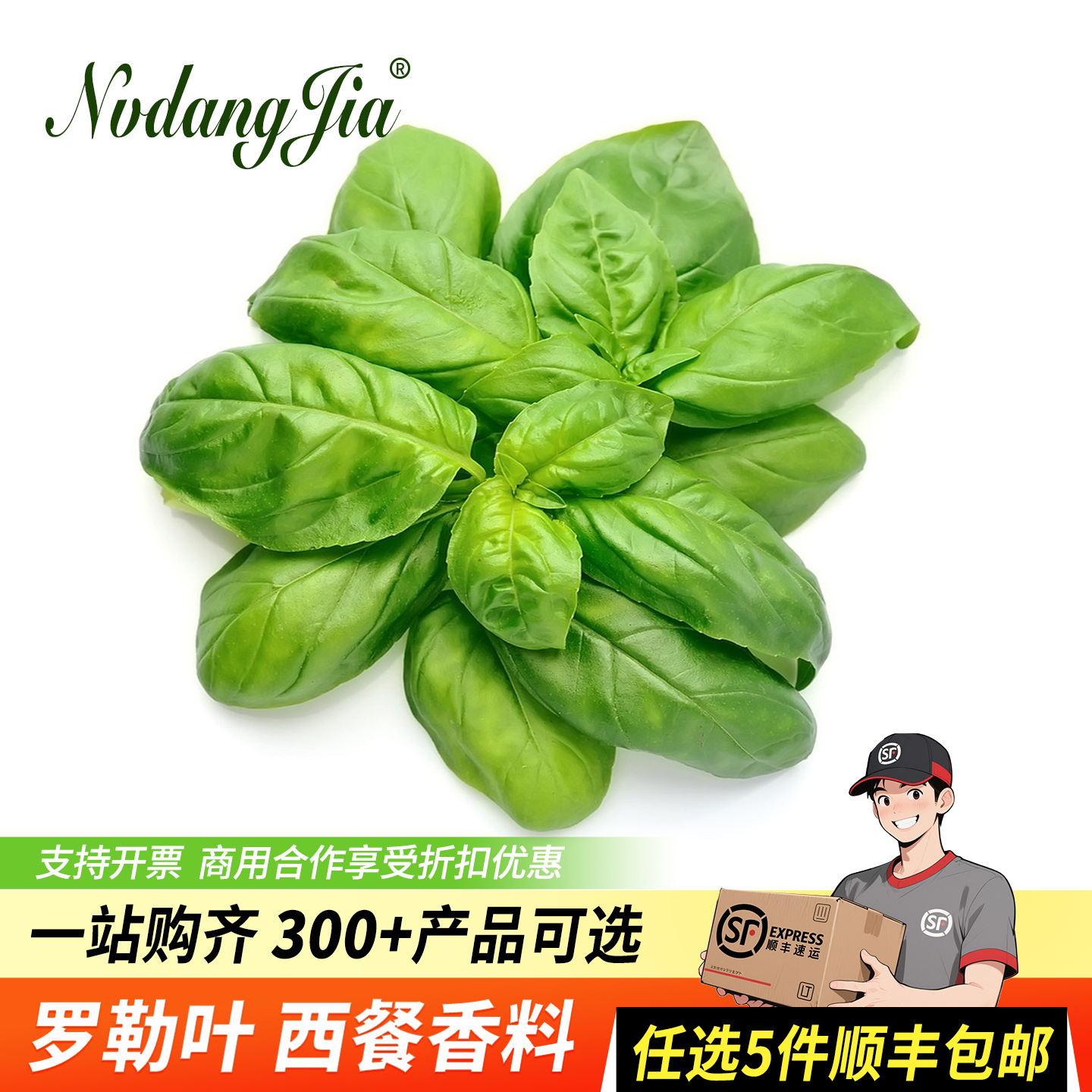 新鲜罗勒叶食用青酱制作甜罗勒叶