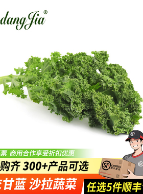 羽衣甘蓝新鲜嫩叶甘兰叶西餐食材健身榨汁轻食沙拉蔬菜kale沙拉菜