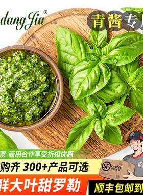 罗勒叶新鲜食用青酱制作甜罗勒西餐食材摆盘装饰罗勒叶子顺丰包邮