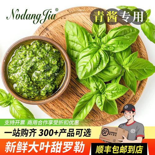 罗勒叶新鲜食用甜罗勒青酱制作