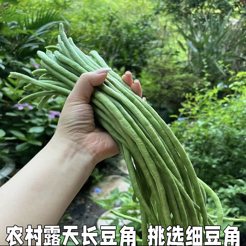 新鲜长豇豆农家自种长豇豆长豆角