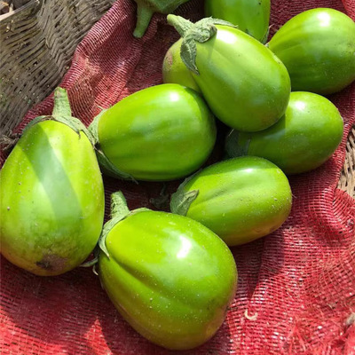 农村自种青茄子绿茄子农家蔬菜