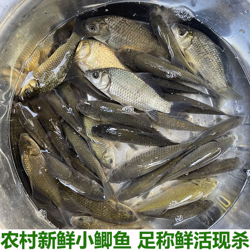 农家鱼塘自养小鲫鱼新鲜活的现杀淡水小个鲫鱼金黄色鱼鳞鲫鱼包邮