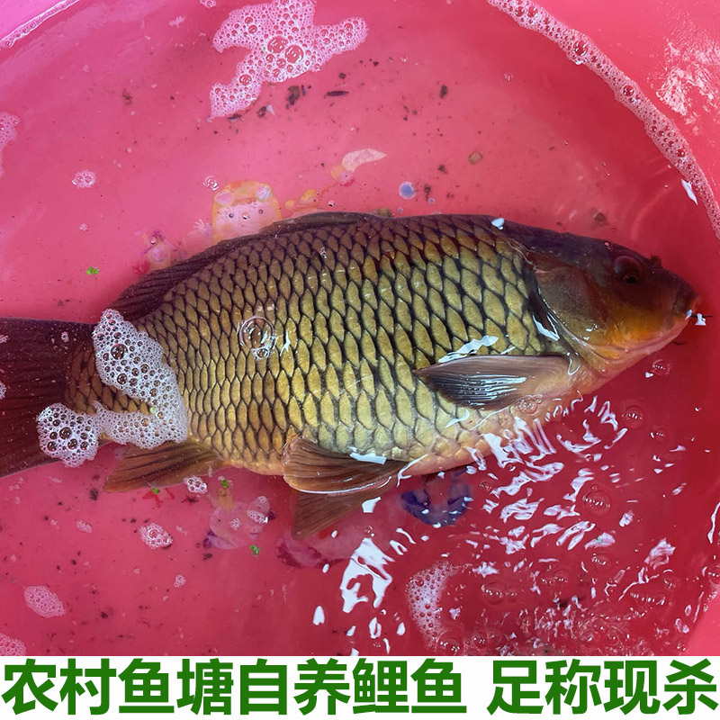 农村鱼塘自养新鲜大鲤鱼小鲤鱼