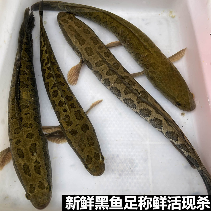 新鲜黑鱼才鱼财鱼乌鳢湖北