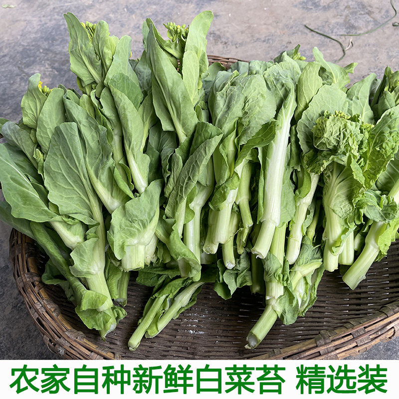 现摘新鲜白菜苔白菜心白菜苔农家