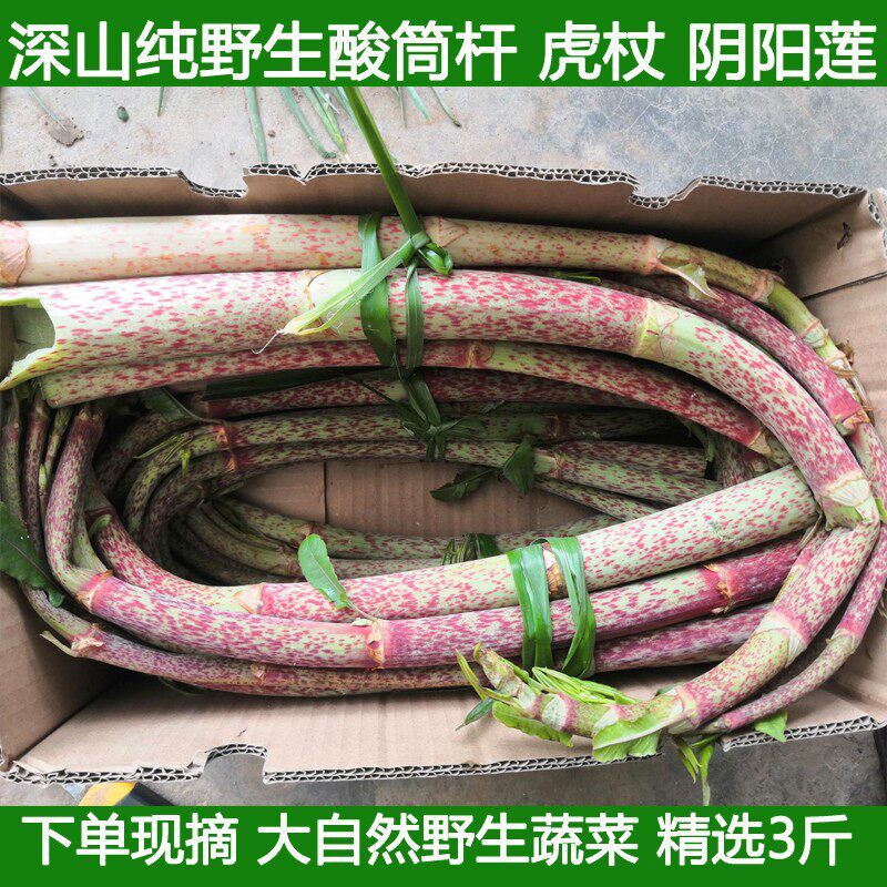 虎杖笋酸汤杆新鲜虎杖酸筒杆酸杆虎皮管酸杆子酸喇叭酸筒梗酸梗