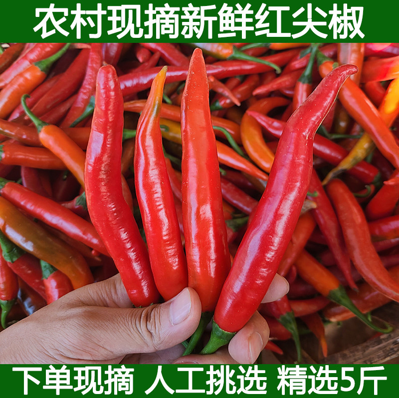 新鲜红辣椒红尖椒全红辣椒红美人杭椒美人线椒辣椒酱红尖椒二荆条