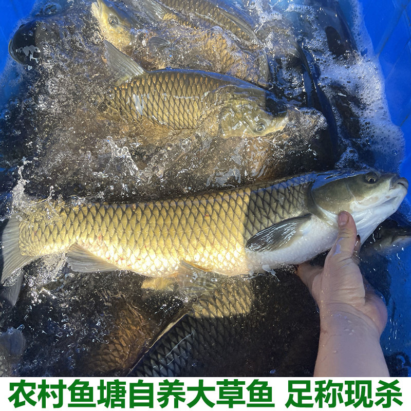 湖北宜昌新鲜草鱼鲜活水产食用淡水草鱼皖鱼农家鱼塘大草鱼鱼包邮