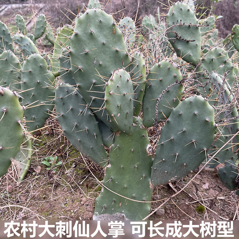 新鲜黄刺多肉植物大型仙人掌巨型盆栽植物大刺仙人掌大型庭院造景