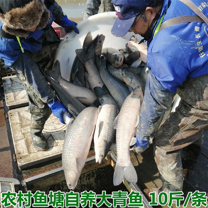 湖北宜昌农村自家鱼塘大青鱼鲜活现杀新鲜大螺丝青鱼非草鱼淡水鱼