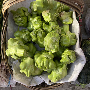 新鲜青菜头榨菜头棒菜菱角菜疙瘩菜泡菜头涪陵榨菜5斤儿菜咸菜料