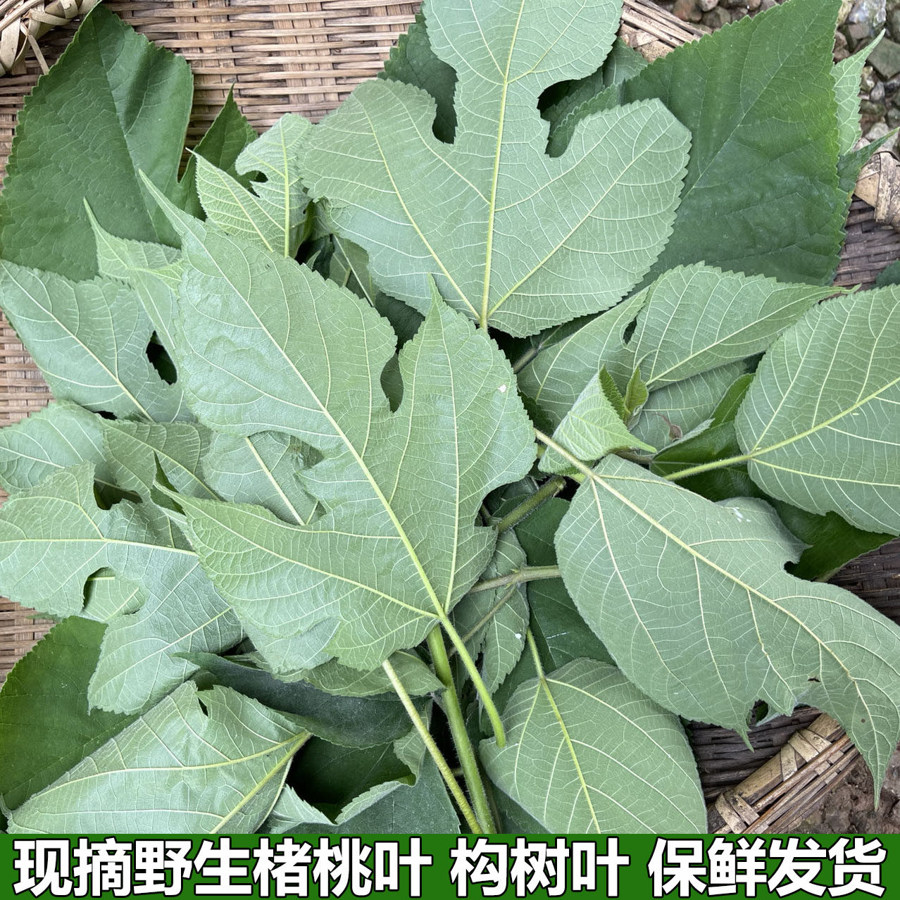 楮桃叶新鲜构树叶中药材野生整片新货褚桃叶干楮树叶谷树叶桃叶