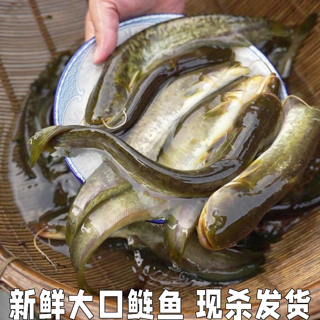 大口鲶鱼新鲜鲶鱼胡子鲶鱼现杀现发土鲶鱼烧烤夜市烧烤鱼淡水鱼