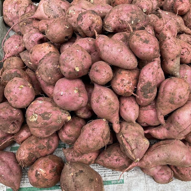 土红薯番薯沙地红心地瓜