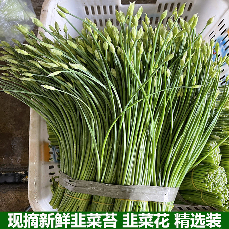 新鲜韭菜苔蔬菜现摘现发韭菜花茎农家自种韭苔特产营养美食包邮
