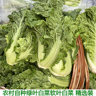 散叶白菜新鲜湖北本地青菜绿叶菜叶类菜白菜新先软叶白菜农家自种