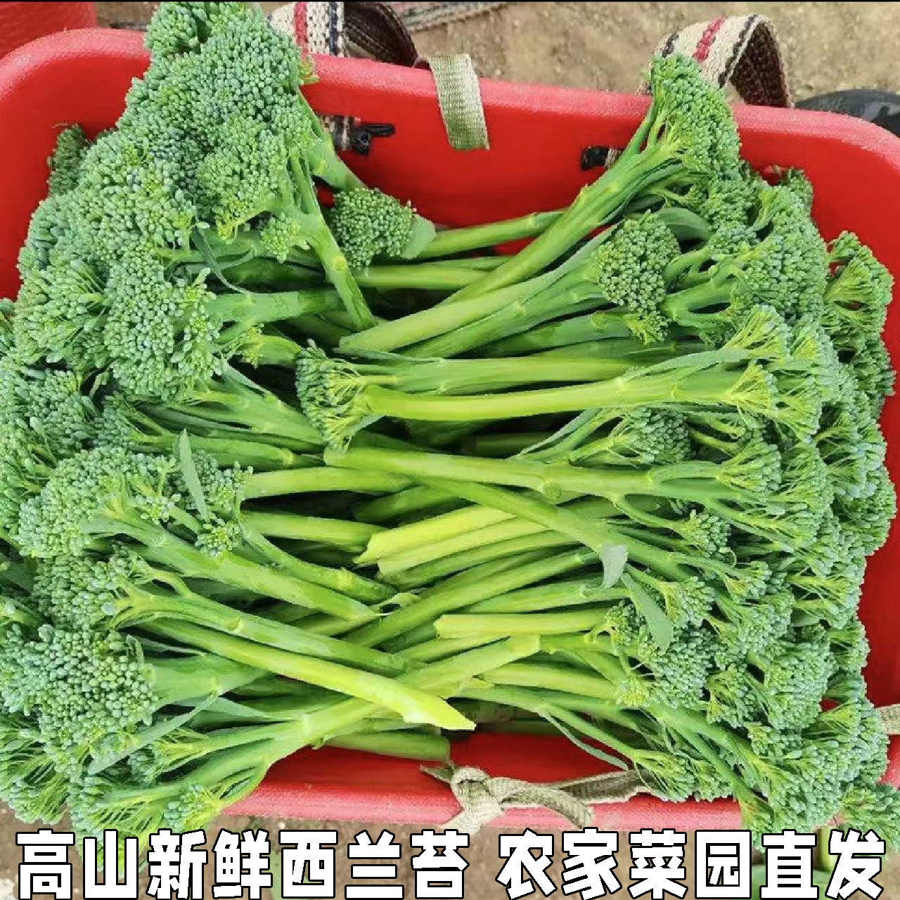 西兰花苔新鲜蔬菜西兰苔青花苔小西兰花菜苔湖北高山时令蔬菜