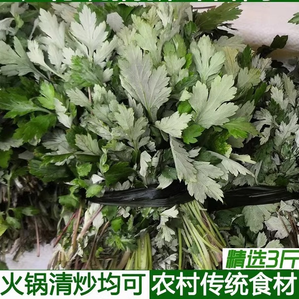 湖北宜昌农村大山现摘新鲜食材面蒿新鲜蔬菜香蒿青蒿苦蒿草蒿精选