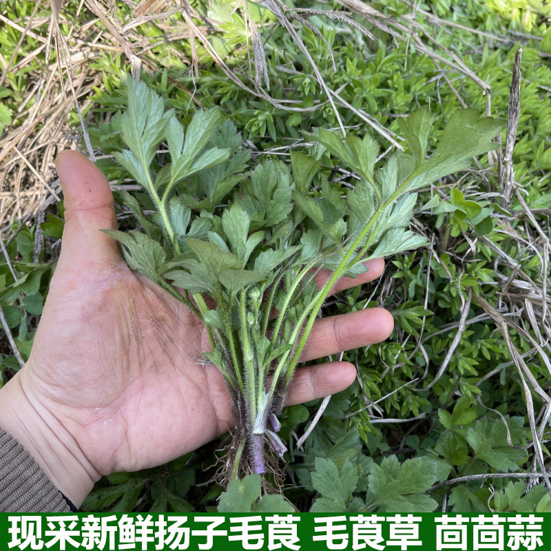湖北新鲜中药材扬子毛茛毛莨草茴茴蒜外敷起泡草紫茎扬子草包邮