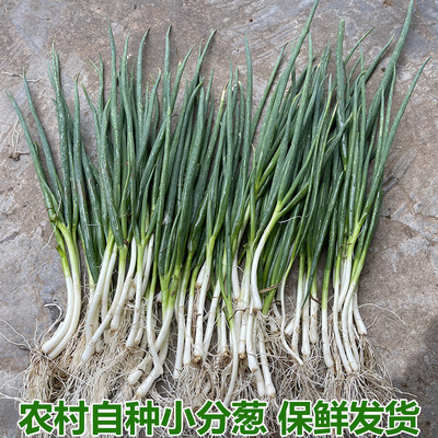 小香葱农家小葱分葱香葱